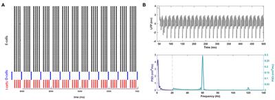 Effects of Several Classes of Voltage-Gated Ion Channel Conductances on Gamma and Theta Oscillations in a Hippocampal Microcircuit Model